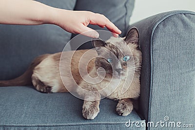 Colorpoint blue-eyed cat lying on couch sofa Stock Photo