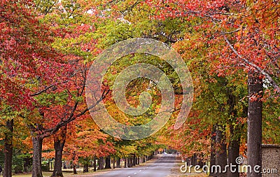 Colors of autumn Stock Photo