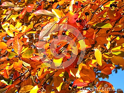 Colours of autumn fall - leafs of beautiful black Tupelo tree Stock Photo