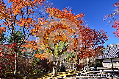 Colors of autumn leaves in Japanese garden. Japan. Stock Photo