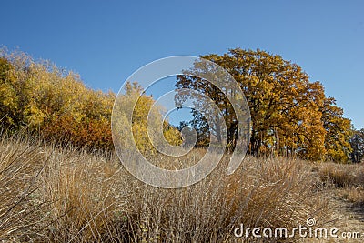 The colors of autumn line the paths of the trails on Snow Mountain Ranch. Stock Photo