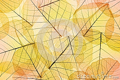 Colors of Autumn - Transparent Leaves Background Stock Photo