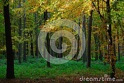 Colors of Fall Stock Photo