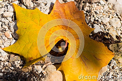 Colors of Fall Stock Photo