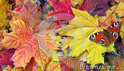 Colors of rainbow. bright colorful autumn leaves and red butterfly texture background. Stock Photo