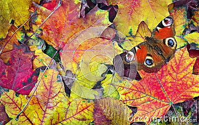 Colors of rainbow. bright colorful autumn leaves and red butterfly texture background. Stock Photo