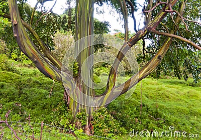 Colors of Rainbow Tree, Maui, HI Stock Photo