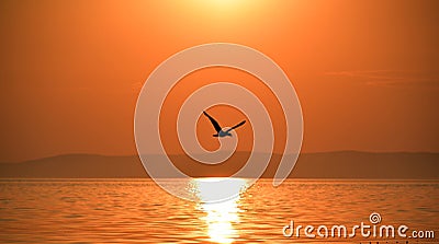 A seagull flying freely at sunset Stock Photo