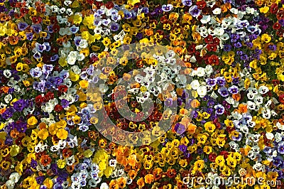 Colorul Flower Display Stock Photo