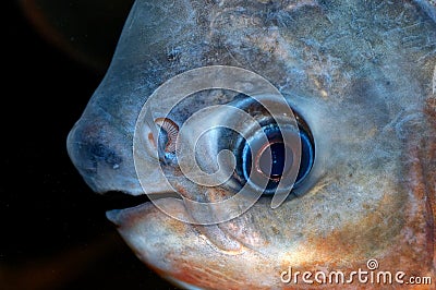 Colosoma fish portrait Stock Photo