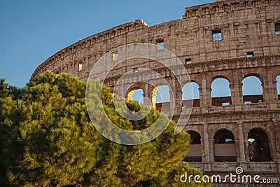 The Colosseum behind a tree in a sunny day, Rome, Italy Stock Photo
