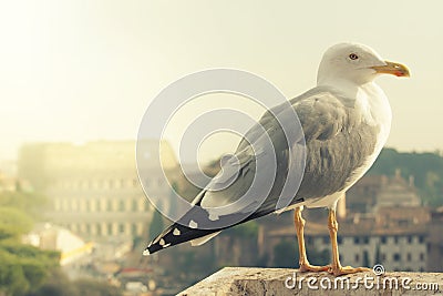 Colosseum and Seagull. Rome, Italy. Stock Photo