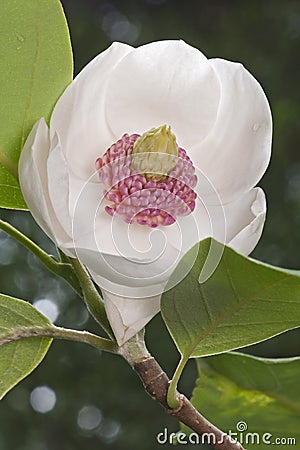 Colossus Oyama magnolia flower Stock Photo