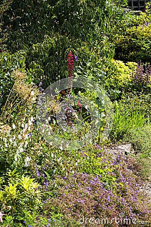 A single lupin flower in an English summer garden Stock Photo
