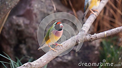 Coloufull finch sitting on stick green black pink Stock Photo