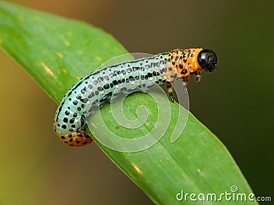 Colour caterpillar Stock Photo