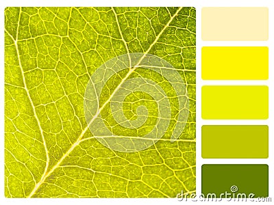 Colour palette swatch. Stock Photo