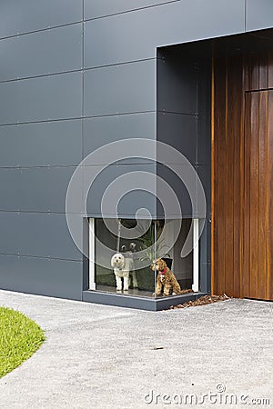 A colour photograph of a white dog and a brown dog waiting infront of a low window at a house with timber and aluminium cladding Stock Photo