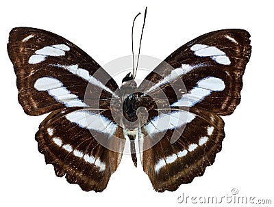 Colour Sergeant butterfly Stock Photo
