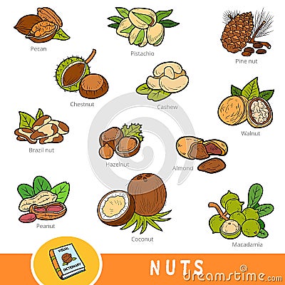 Colour set of nuts, collection of nature items with names in English. Cartoon visual dictionary for children Vector Illustration