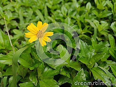 The Colour of Yellow Flawor, Blur Background Stock Photo