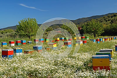 Coloured beehives Stock Photo