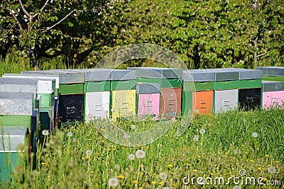 Coloured beehives in the meadow Stock Photo