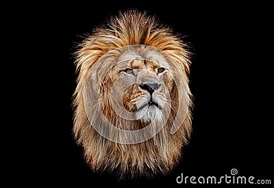 Coloured lion head on a black background Stock Photo