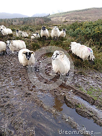 Coloured sheep flock pink purple blue white mud Stock Photo