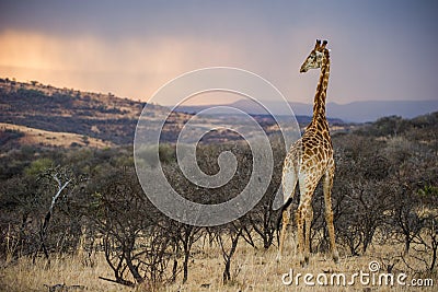 Colourful African Sunrise in a Giraffe South Africa Stock Photo
