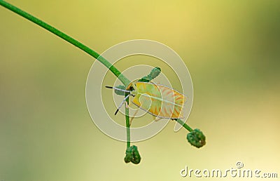 Colourful assasin bug in natural light Stock Photo