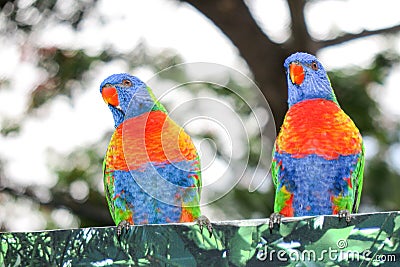Colourful Australian Rainbow Lorikeet birds Trichoglossus haematodus Stock Photo
