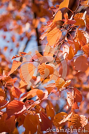 Colourful autumn Stock Photo