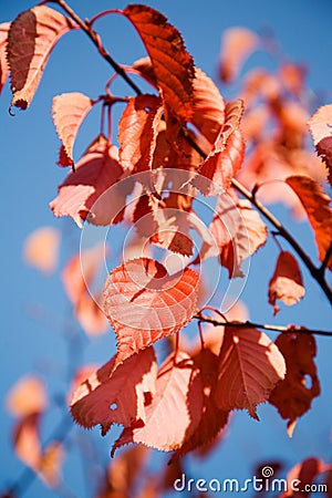 Colourful autumn Stock Photo