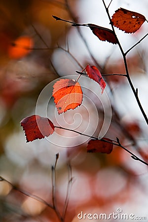 Colourful autumn Stock Photo
