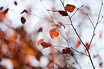 Colourful autumn Stock Photo