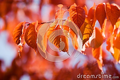 Colourful autumn Stock Photo