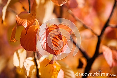 Colourful autumn Stock Photo