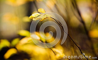 Colourful autumn Stock Photo