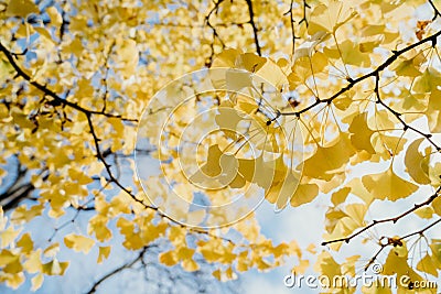 Colourful autumn colours in the Park with sunrise and sunshine in the fall season. Nature in autumn at New Zealand Stock Photo