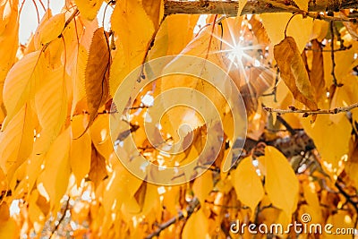 Colourful autumn colours in the Park with sunrise and sunshine in the fall season. Nature in autumn at New Zealand Stock Photo