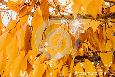 Colourful autumn colours in the Park with sunrise and sunshine in the fall season. Nature in autumn at New Zealand Stock Photo