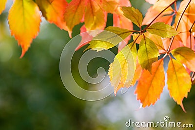 Colourful autumn leaves Stock Photo