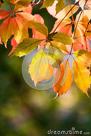 Colourful autumn leaves Stock Photo