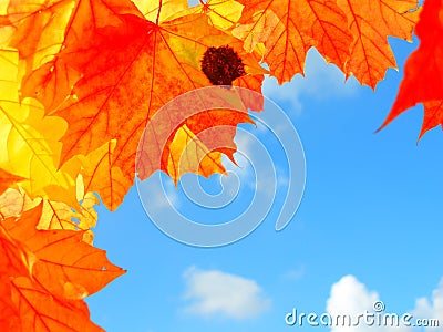 Colourful autumn leaves Stock Photo