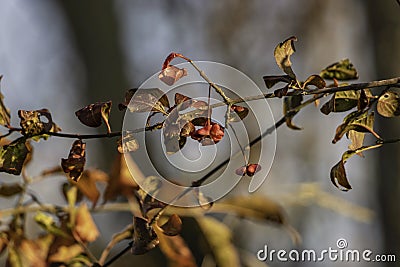colourful autumn leaves catching some sunlight Stock Photo