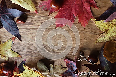 Autumn scene copy space and frame leaves cones conkers on a wooden background Stock Photo