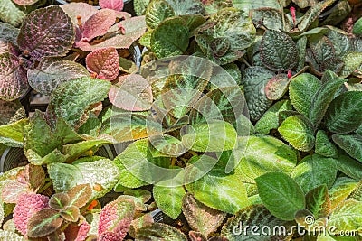 Colourful autumn Stock Photo