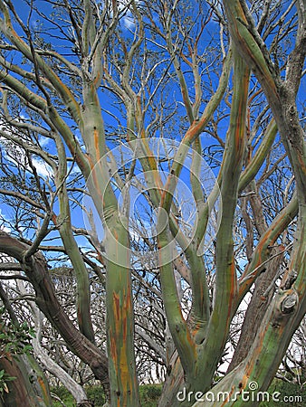 Colourful bark of snow gum tree Stock Photo