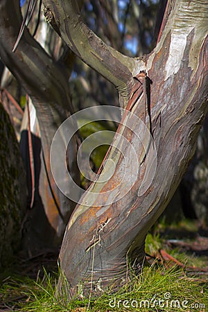 Colourful bark of snowgum Stock Photo